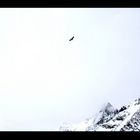 Adler über Saas-Fee