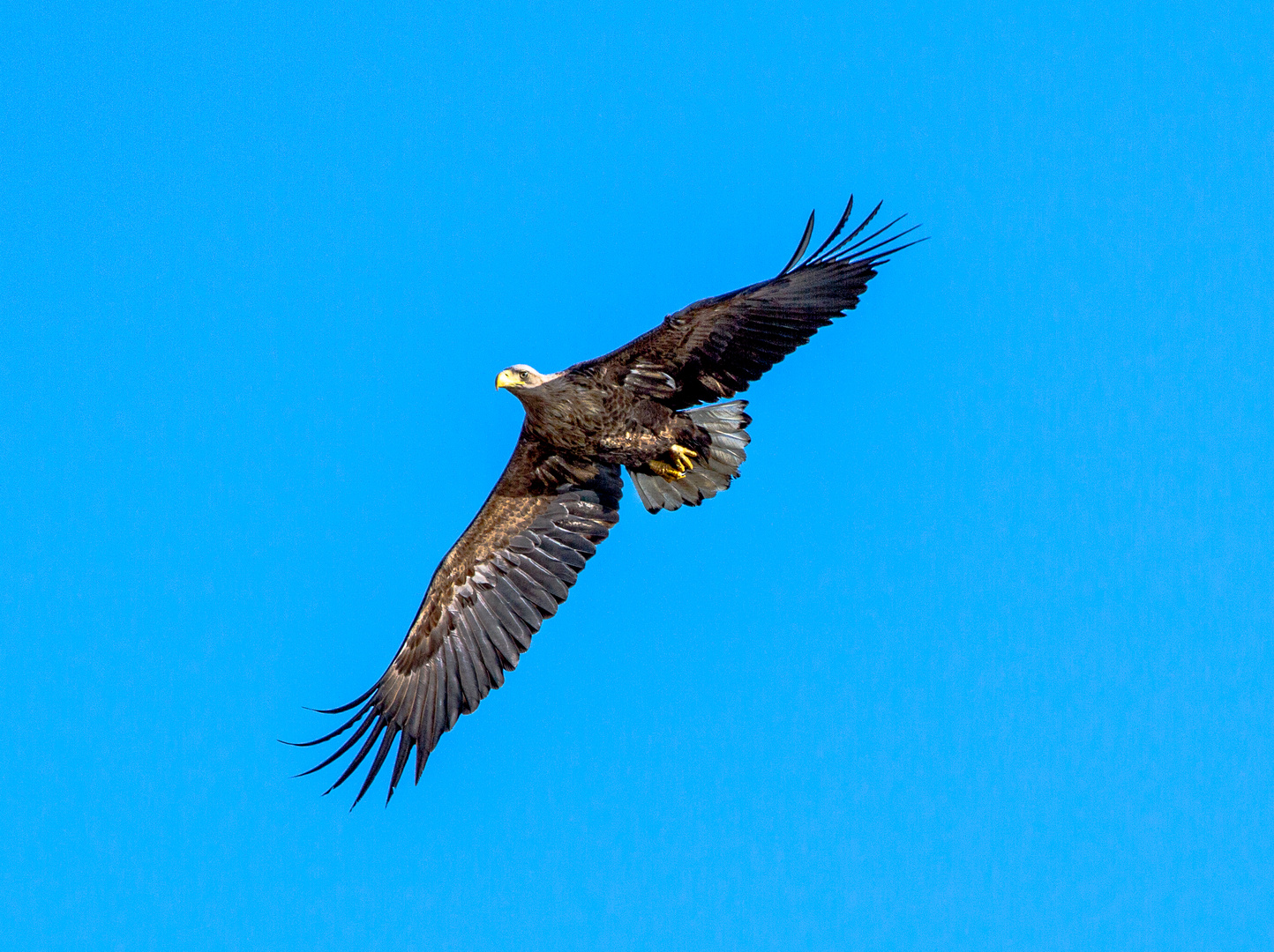 Adler über Usedom