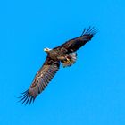 Adler über Usedom