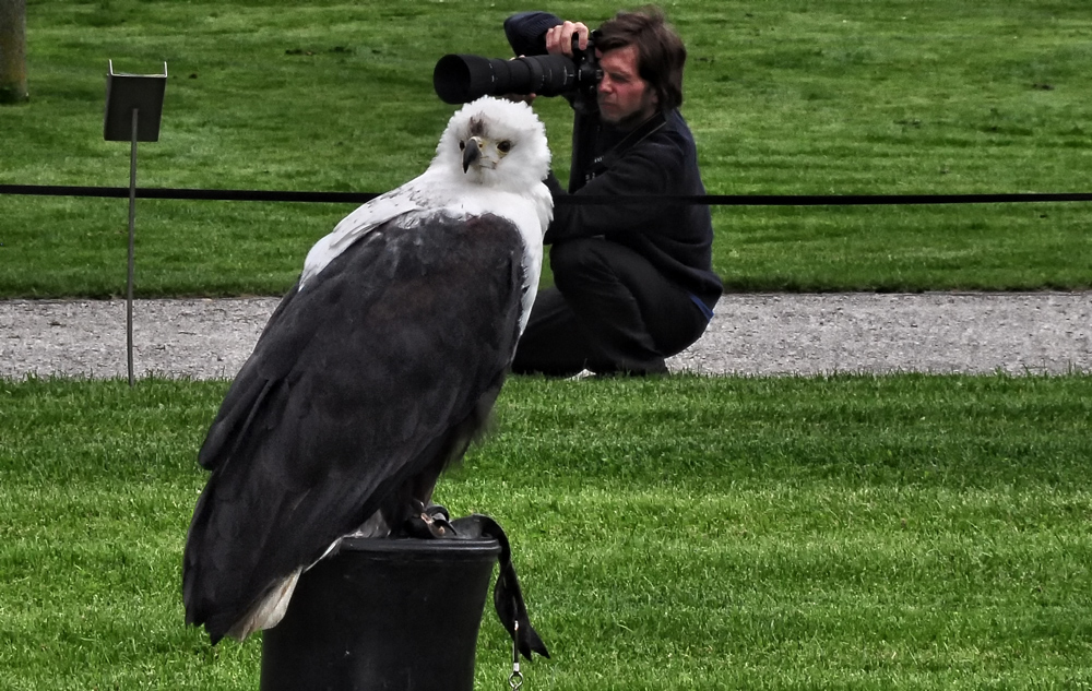 ADLER UND FOTOGRAF