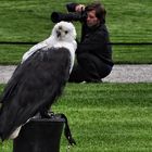 ADLER UND FOTOGRAF