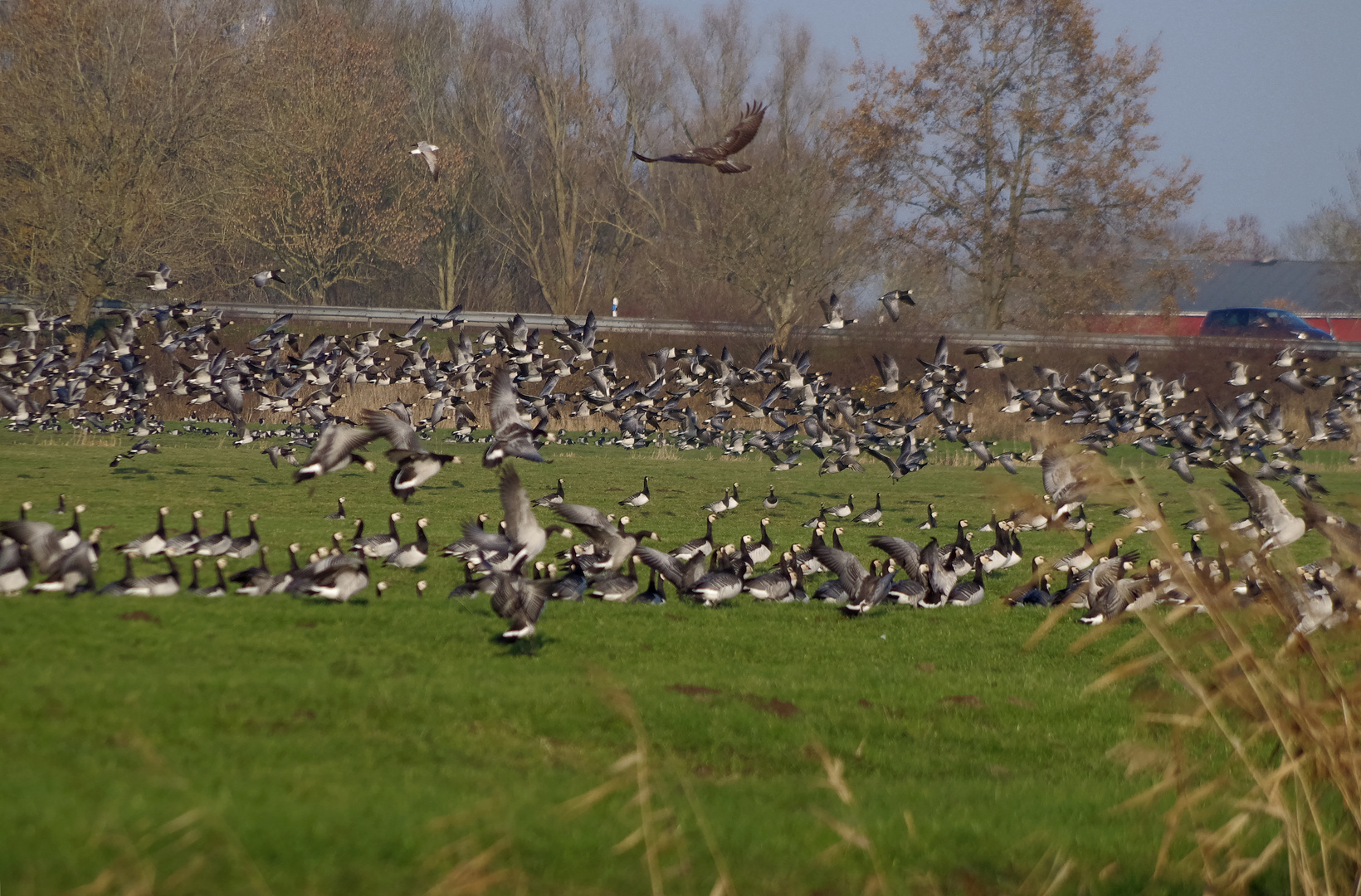 Adler und Gänse