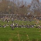 Adler und Gänse