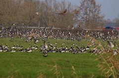 Adler und Gänse