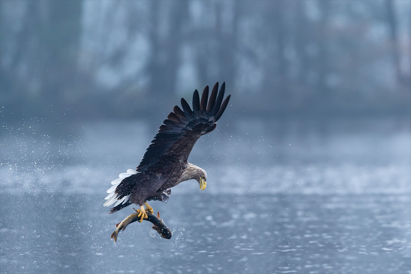 Adler und Hecht