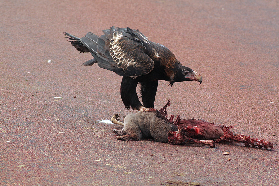 Adler und "Kängeruh"