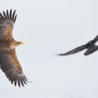 Adler und Rabe