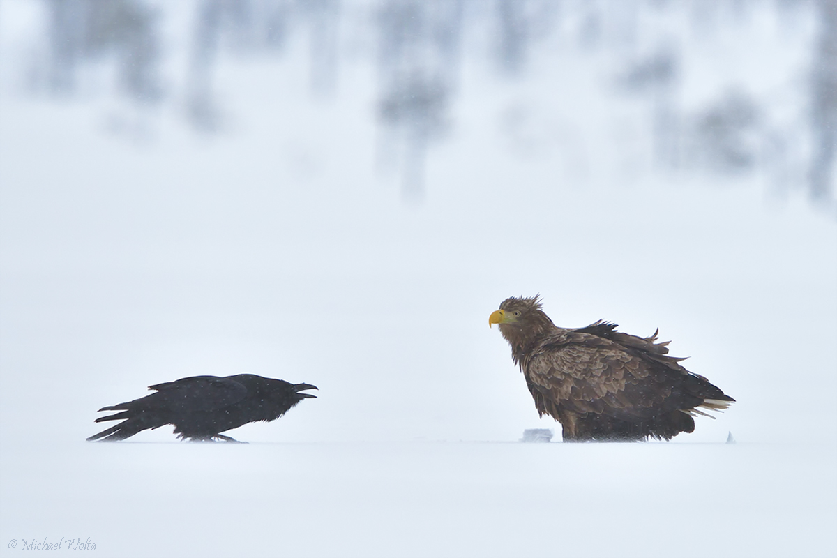 Adler und Rabe #3