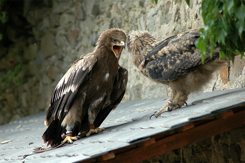 Adler und Uhu im Streit