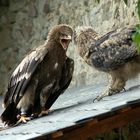 Adler und Uhu im Streit