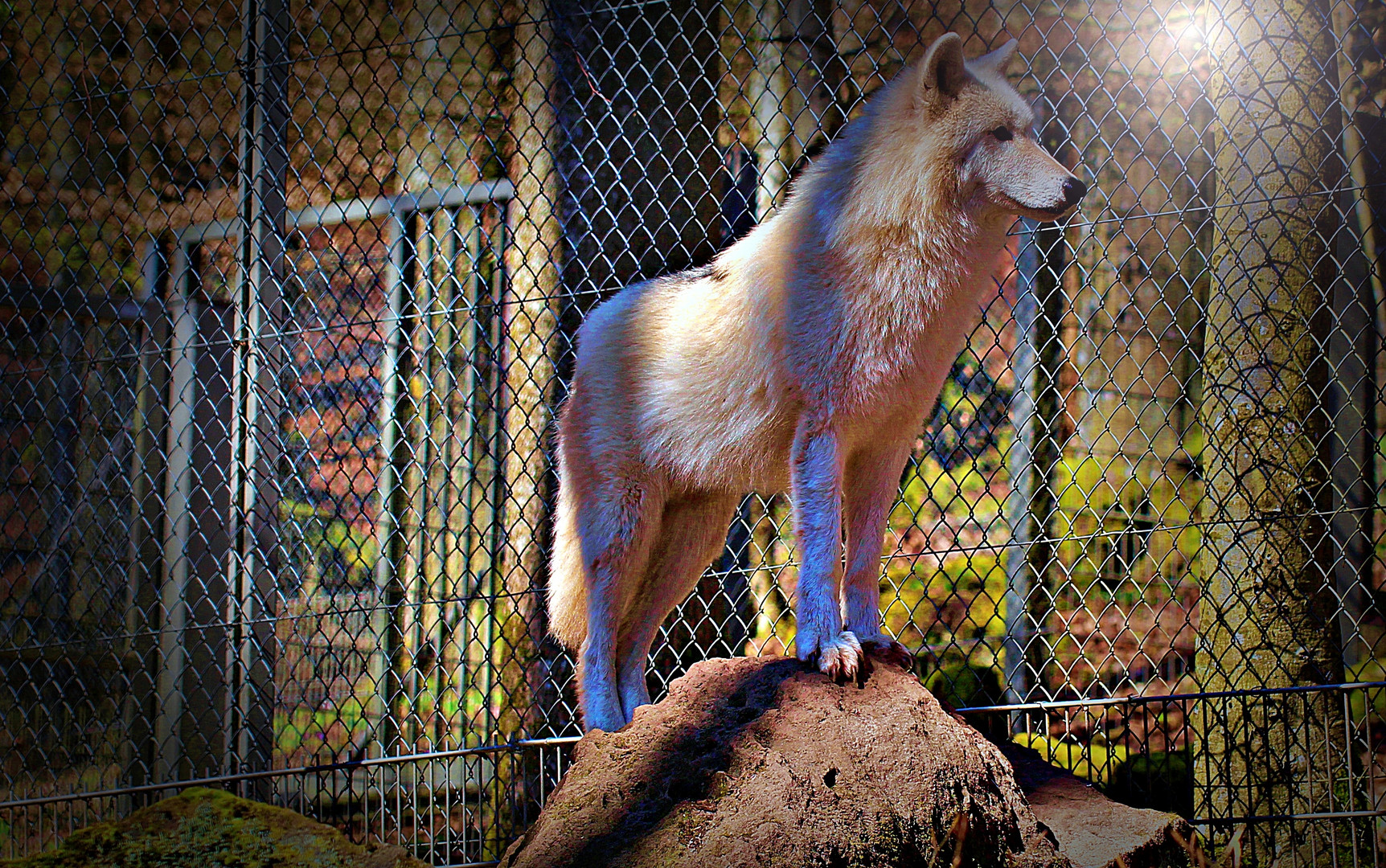 Adler- und Wolfspark Kasselburg