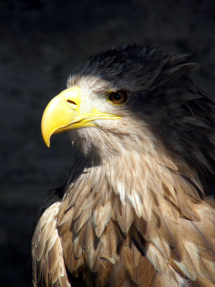 Adler - unheimlich und doch faszinierend