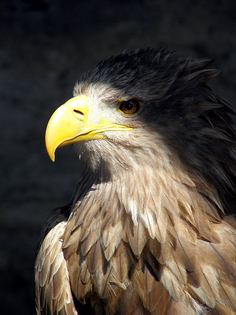 Adler unheimlich und doch faszinierend Foto & Bild tiere, zoo