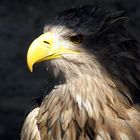 Adler - unheimlich und doch faszinierend