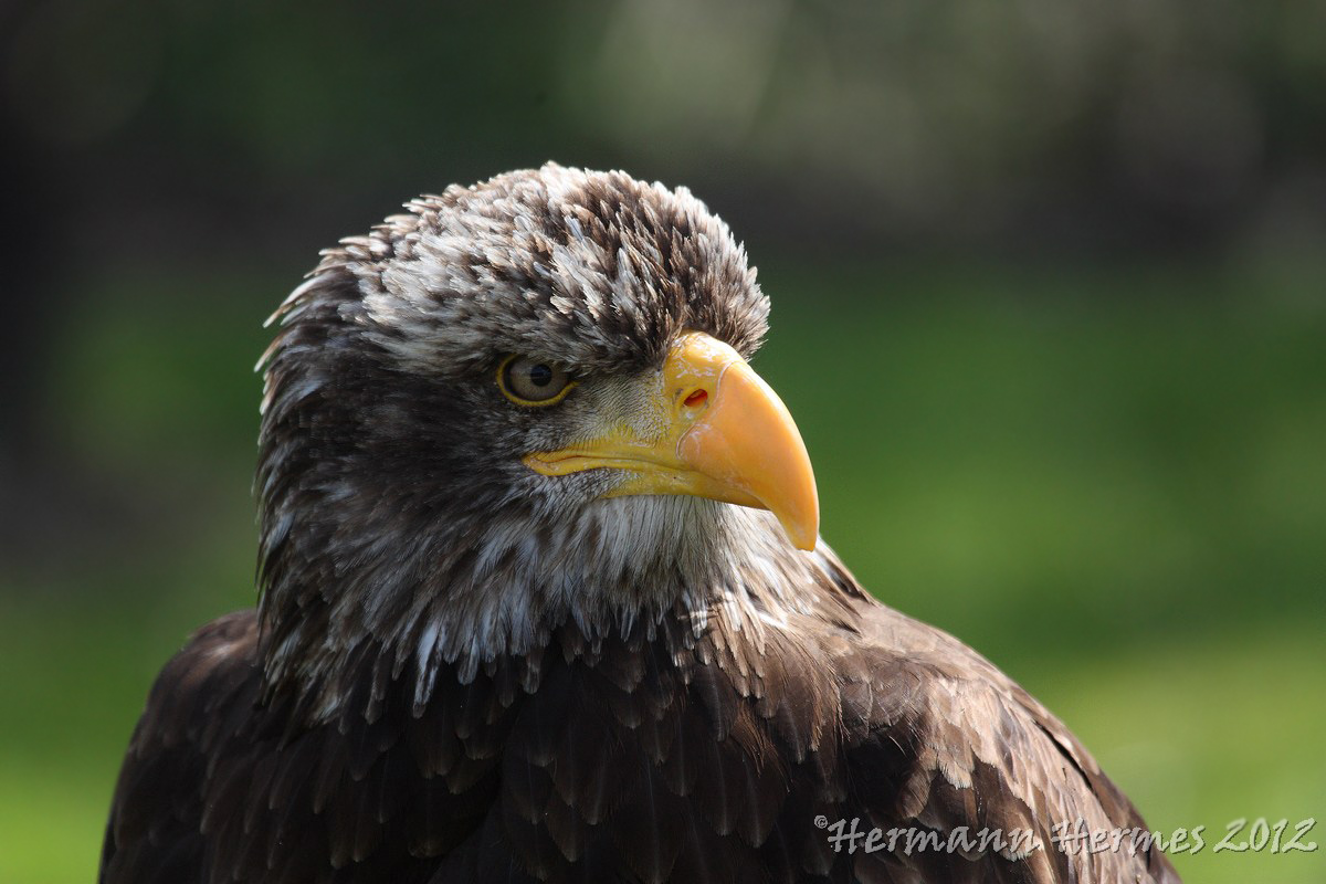 Adler ( von der Falknerei Schmidt in Gymnich )