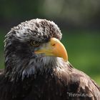 Adler ( von der Falknerei Schmidt in Gymnich )