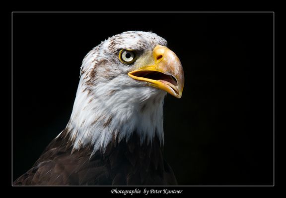 Adler von der Riegersburg