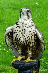 Adler - vor dem Flugversuch - Wildgehege Hellenthal