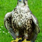 Adler - vor dem Flugversuch - Wildgehege Hellenthal