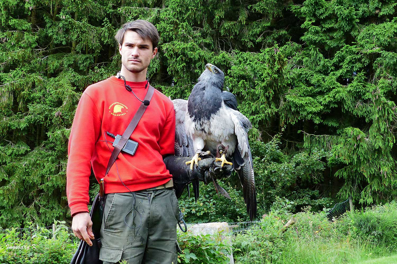 Adler vor dem Start - Wildgehege Hellenthal