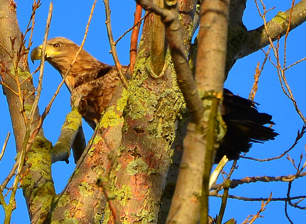 Adler vor der Jagd