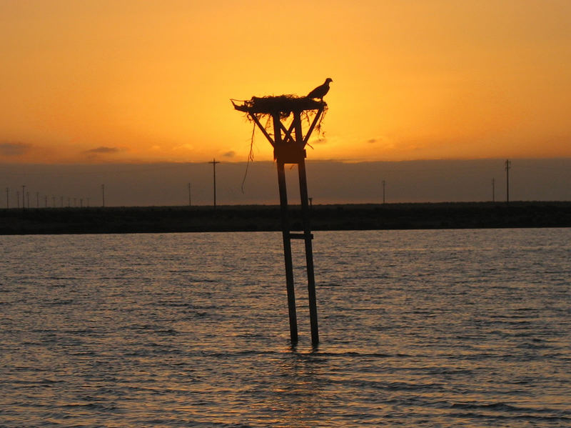 Adler Wachtturm