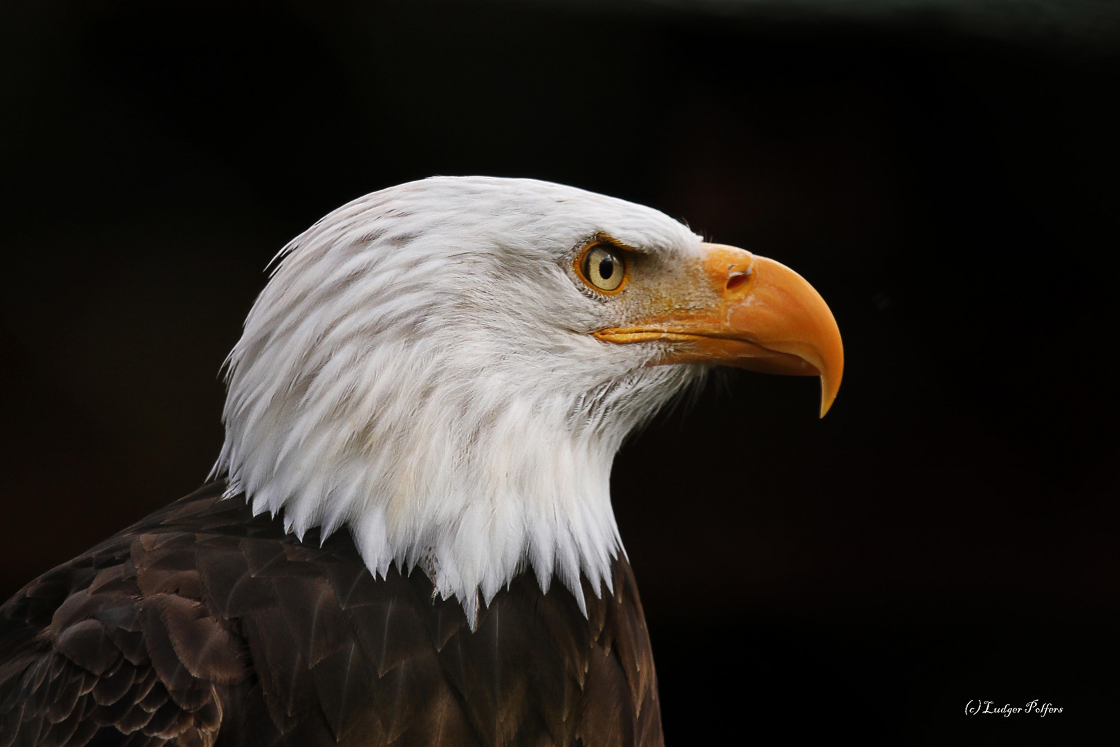 Adler wartet auf Beute