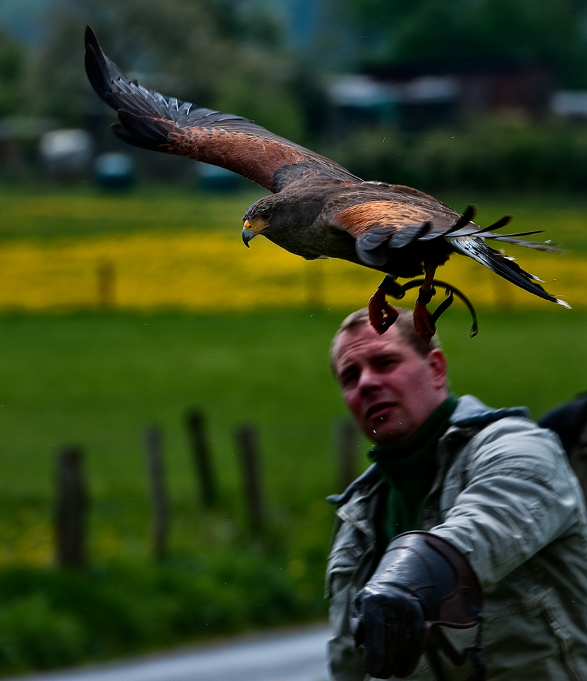 Adler-Weitwurf