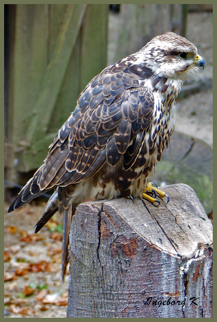 Adler? wer kennt den Namen - Falknerei Remscheid