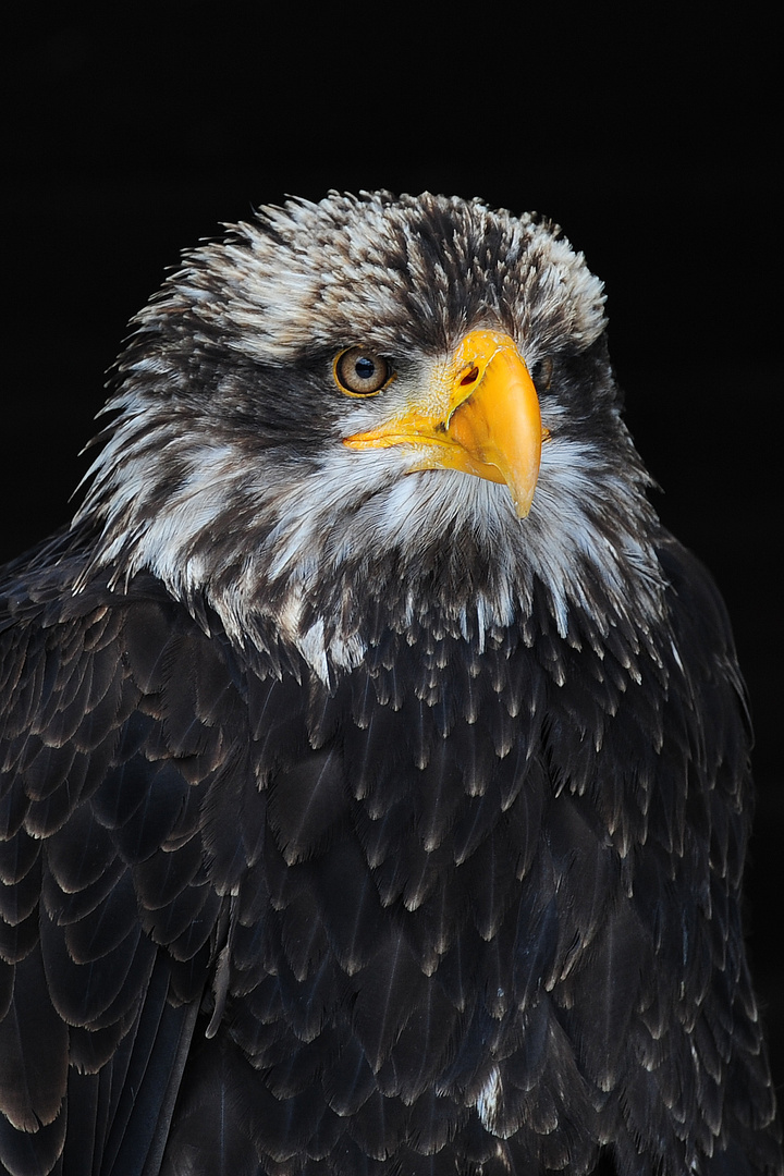 Adler, Wildfreigehege Hellenthal ( 01 )