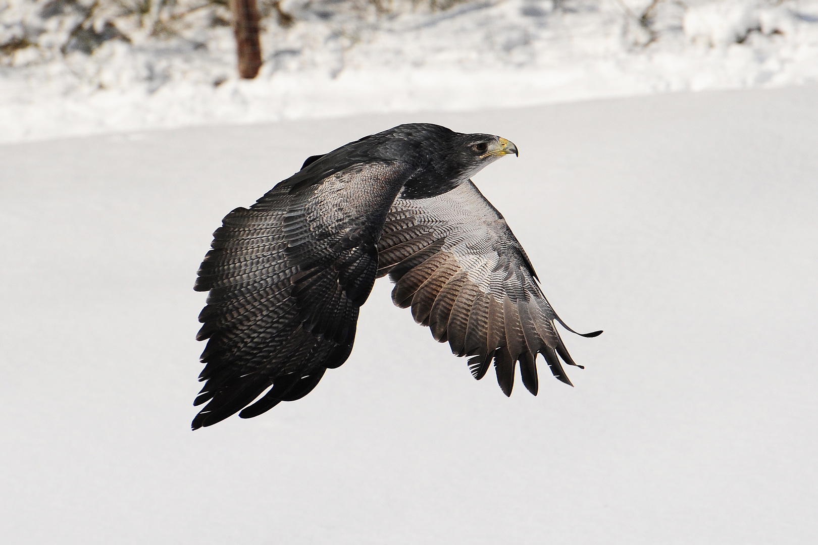 Adler, Wildfreigehege Hellenthal ( 05 )