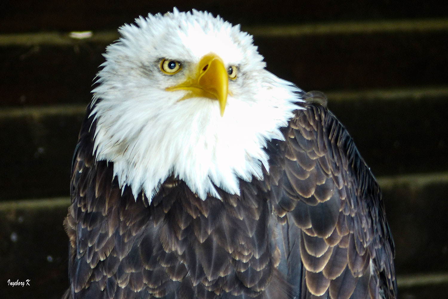 Adler - Wildgehege Hellenthal