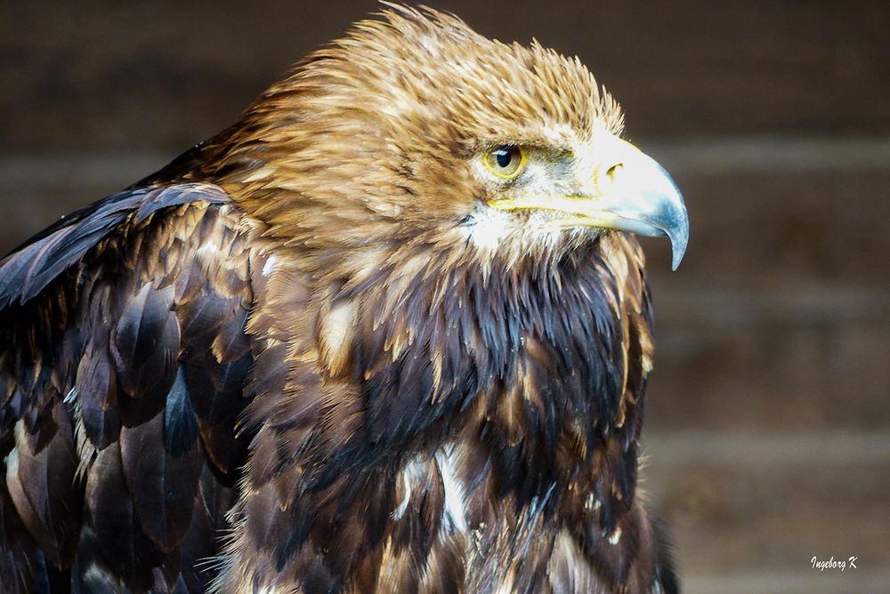 Adler - Wildgehege Hellenthal