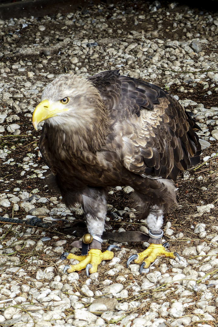 Adler - Wildgehege Hellenthal