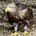 Adler - Wildgehege Hellenthal