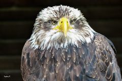 Adler - Wildgehege Hellenthal