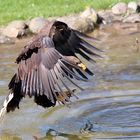 Adler Wildpark Lüneburger Heide