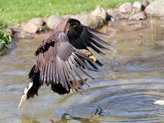 Adler Wildpark Lüneburger Heide