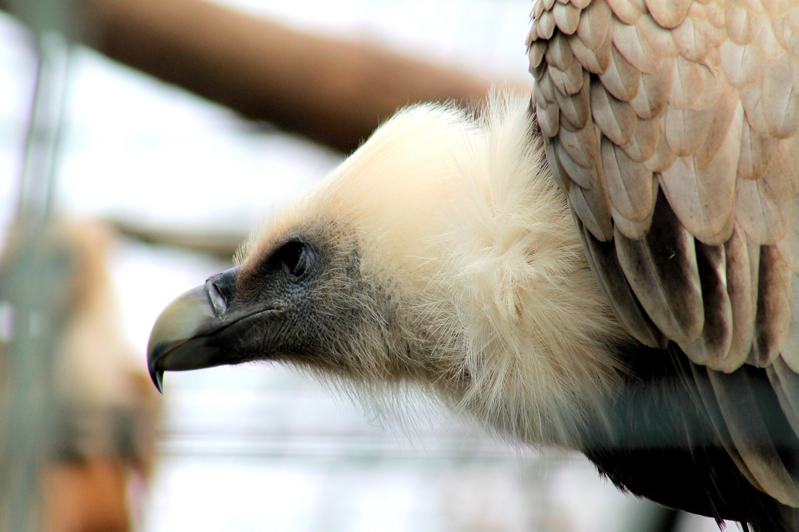 Adler-Wilhelma Stuttgart