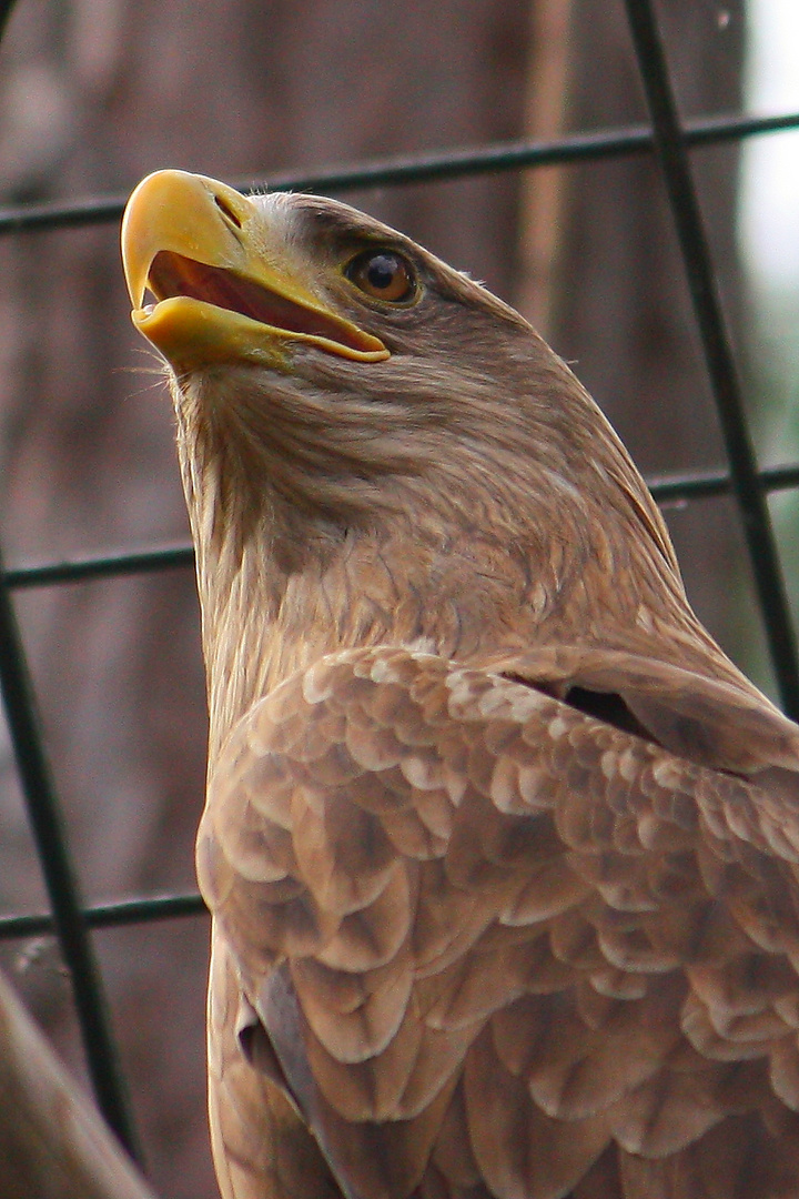 Adler - Zoo Stuttgart