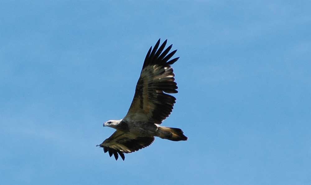 Adler zum Zweiten