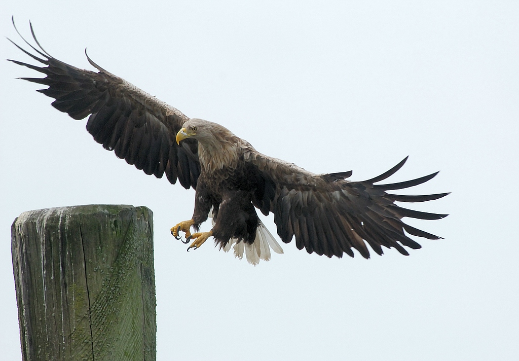 Adleranflug