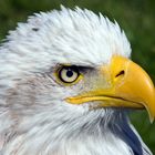 Adler(auge)