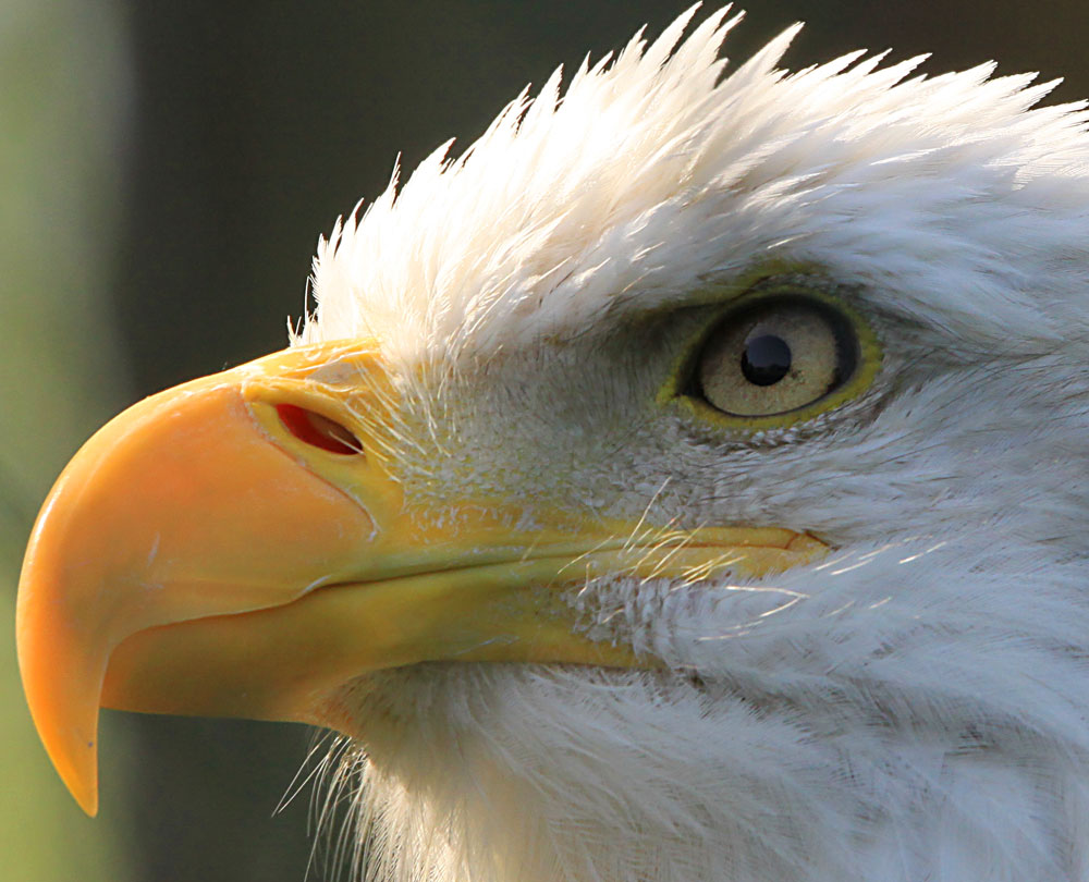 Adlerauge Foto & Bild tiere, zoo, wildpark & falknerei, vögel Bilder