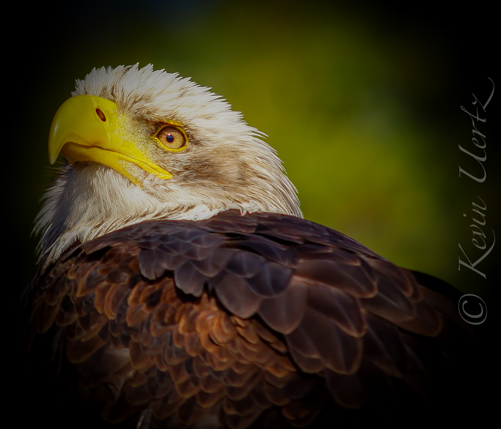 Adler((augen))