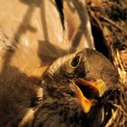 Adlerblick-brütendes-Amselweibchen-im-Nest-frontaler-Kamerablick-AS-2-Fotodoku-Amselnachwuchs