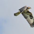 Adlerbussard