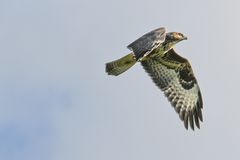 Adlerbussard