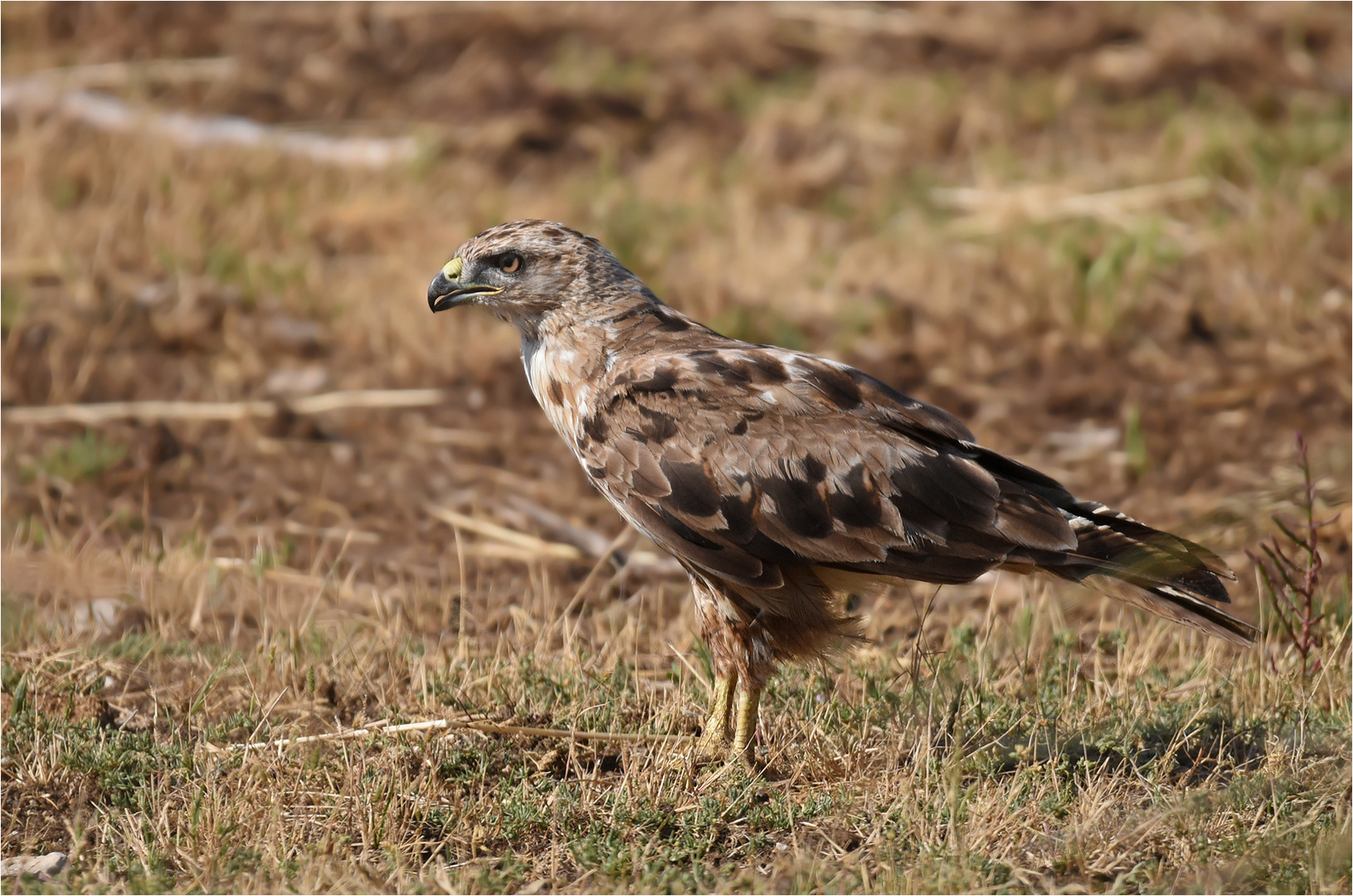 Adlerbussard