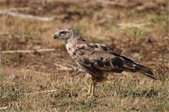 Adlerbussard